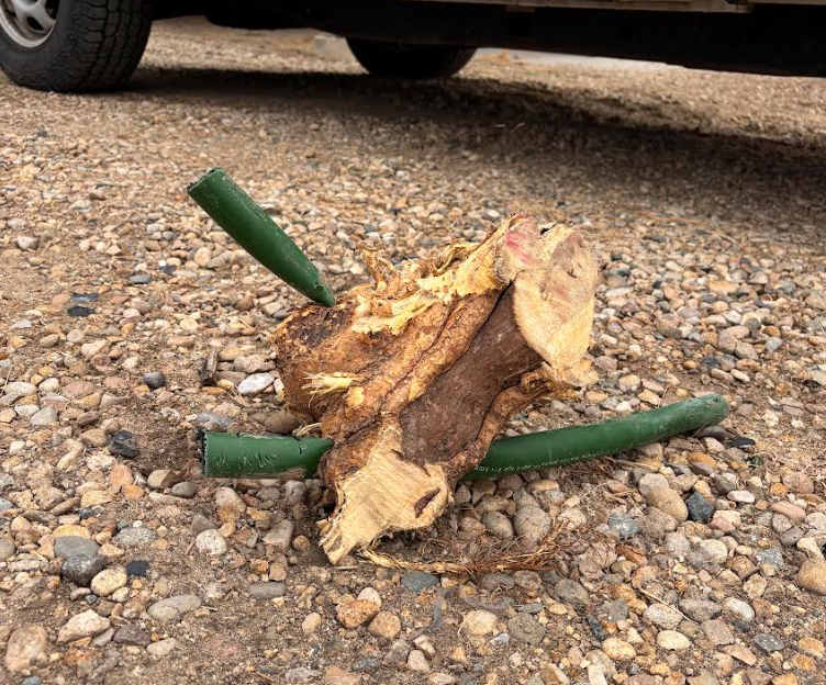 Tree root ball wrapped around and crushing a sprinkler main line in a Treasure Valley yard