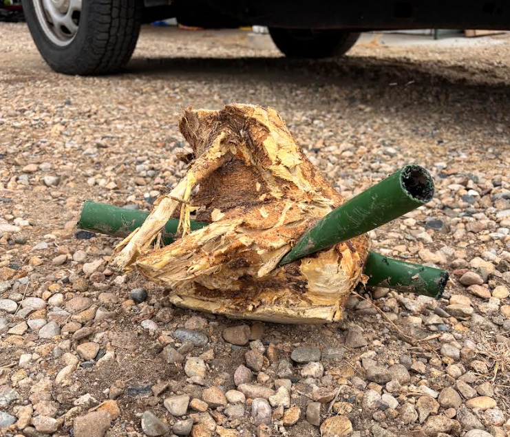 Root ball pulled off a damaged irrigation line during a low pressure repair in the Treasure Valley